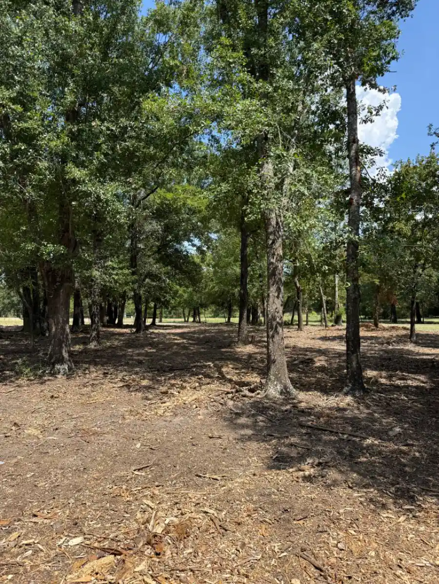 Oak lot cleared by forestry mulching, open mulched ground under the trees